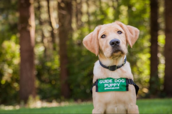 盲導犬はソーシャルディスタンスをまだ理解していない。視覚障害者と街で出会った時に気を付けたいこと5つ : BIG ISSUE ONLINE