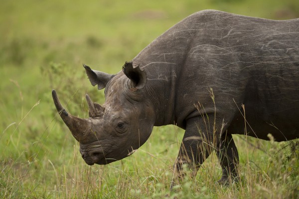 マサイマラの絶滅危惧種クロサイ、個体識別のため耳に“刻み”を入れる「ライノ・イアノッチング」 : BIG ISSUE ONLINE