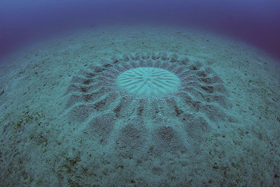 海底の美しい模様 の正体は 脊椎動物の覇者 魚類の多様性に学ぶ Big Issue Online