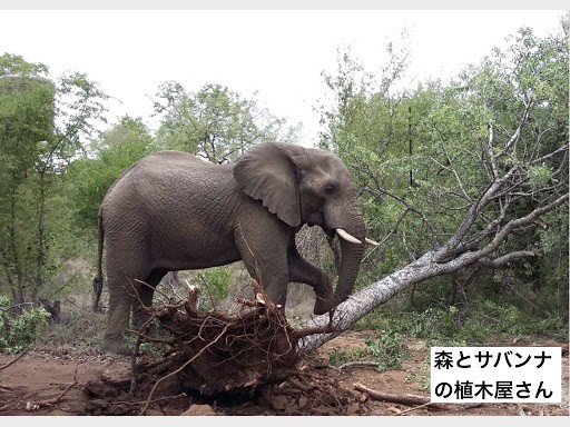 日本が 世界で最もゾウに残酷な死に方をさせる国 にならないために ケニア 日本 アフリカゾウ保護最前線の現場から現状をとことんトーク In 渋谷 レポート Big Issue Online