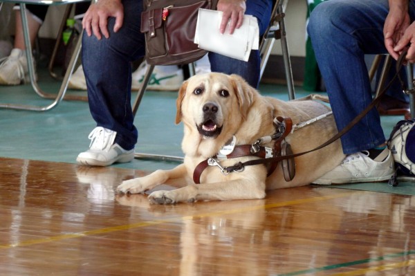 盲導犬はソーシャルディスタンスをまだ理解していない 視覚障害者と街で出会った時に気を付けたいこと5つ Big Issue Online