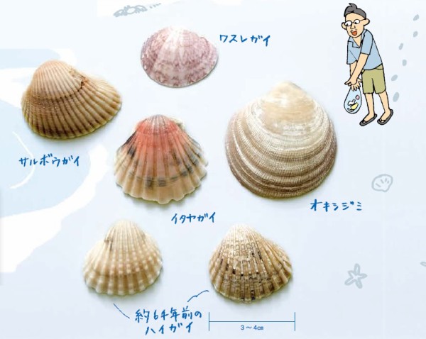 貝殻採集２種類あり　夏休み宿題　理科研究