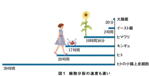 ヒトは成長の遅くなったサル 人間が地球の繁栄を勝ち取った理由 Big Issue Online