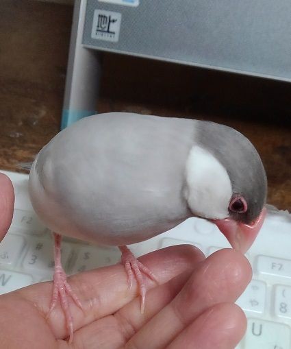 シナモン文鳥の目の色 ｋｅｉｋｏと小鳥日記