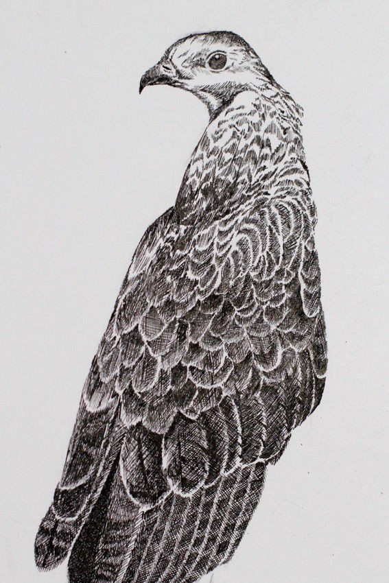 ペン画 : 徒然鳥