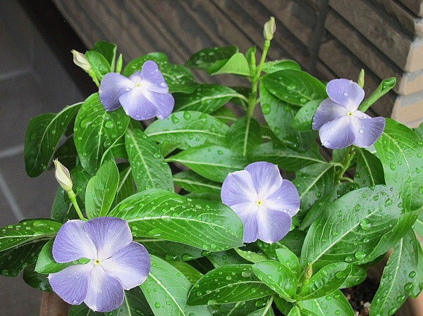 日々草と寄せ植えの花 うたた寝の合間に