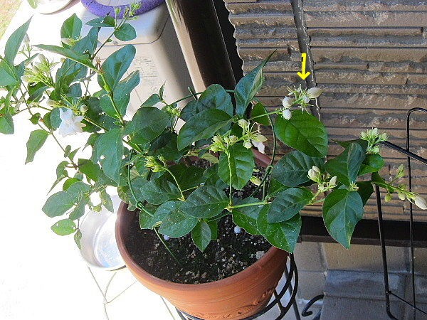 アラビアンジャスミン うたた寝の合間に