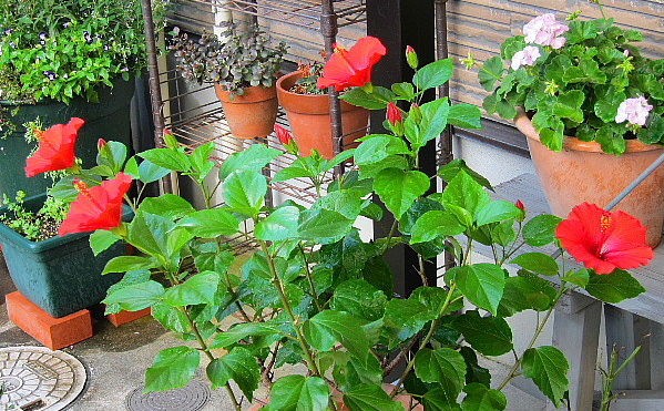 百日紅 ペパーミントレース うたた寝の合間に