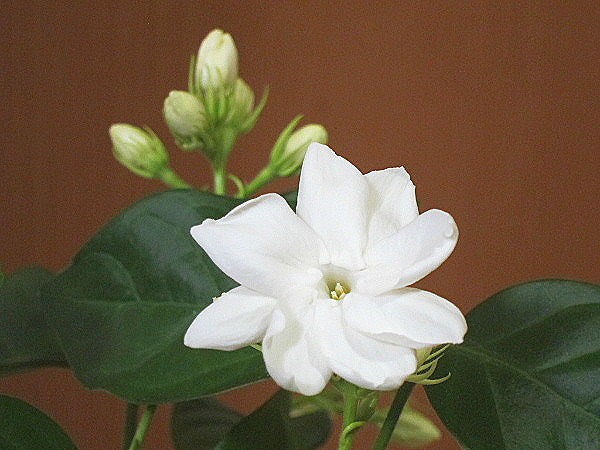 アラビアンジャスミン うたた寝の合間に