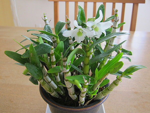 デンドロビューム開花 うたた寝の合間に デンドロビューム開花 うたた寝の合間に