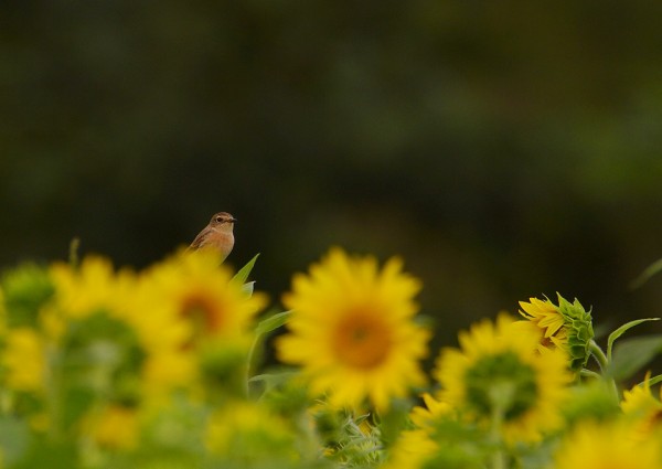 奈良で野鳥探し お山のひまわり畑 ノビタキ Birdpapaの鳥遊録