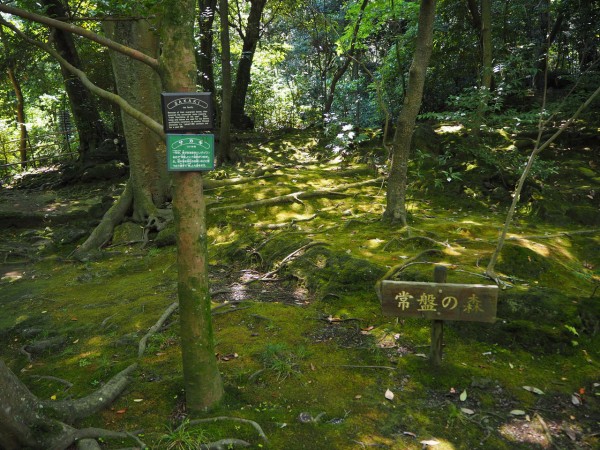 ピカチュウ 楽寿園 リアルポケモンgo ピカチュウ 楽寿園 リアルポケモンgo