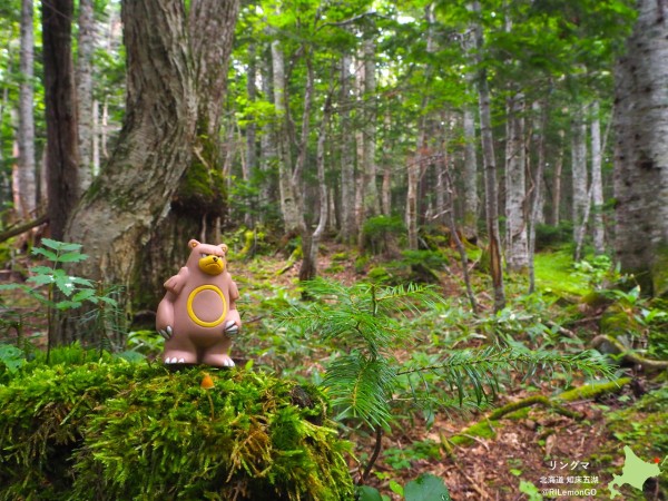 リングマ 知床半島 リアルポケモンgo リングマ 知床半島 リアルポケモンgo
