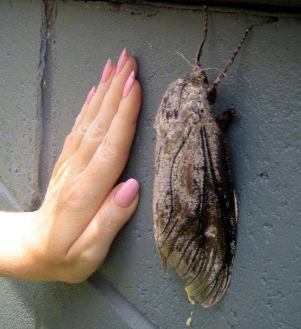 世界最大 のスズメガの前足パタパタがとってもキュート Dangerous Insects