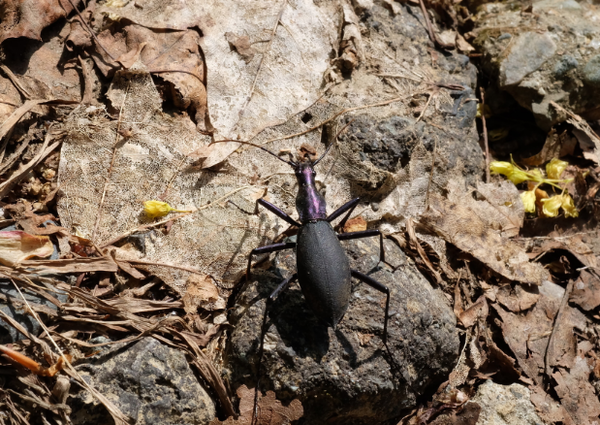 海外のオサムシ収集家に憧れの的 マイマイカブリが人々から好かれる理由 Dangerous Insects