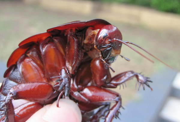世界最大クラスのゴキブリ ヨロイモグラゴキブリ がまったくもってカサカサしない件 Dangerous Insects