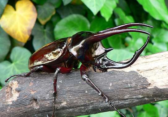 ポイントキャンペーン中 珍マダガスカルのカブトムシ - 通販 - www