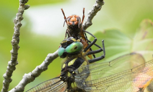 日本最大 世界最高の飛行性能でスズメバチをも捕食してしまうオニヤンマ Dangerous Insects