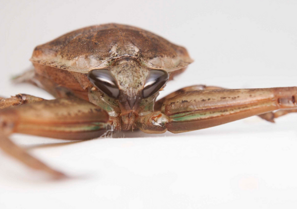 日本最大の水生昆虫で 水中のギャング とも呼ばれ時にはヘビやカメ ネズミさえも捕食する タガメ は危険 Dangerous Insects