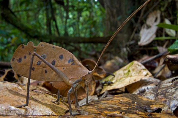 珍種 羽を広げるとまるでクジャクのようになるクジャクキリギリス Dangerous Insects