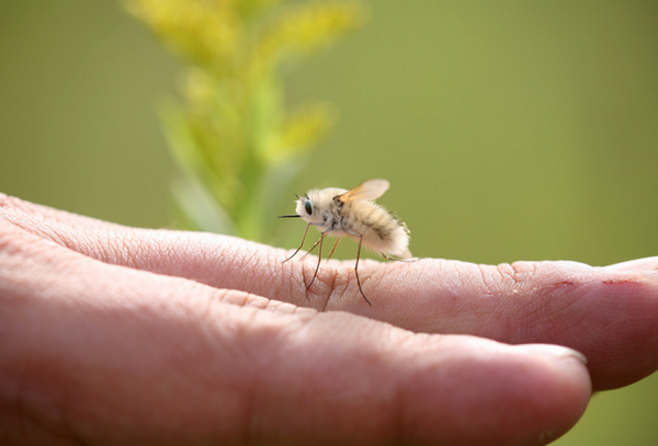 萌え死に注意 ふわっふわでかわいいアブ トラツリアブ Dangerous Insects