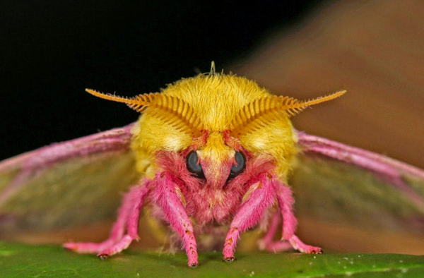 ロージー メープルモスという蛾がピンクとイエローでやたら派手な件 画像集 Dangerous Insects