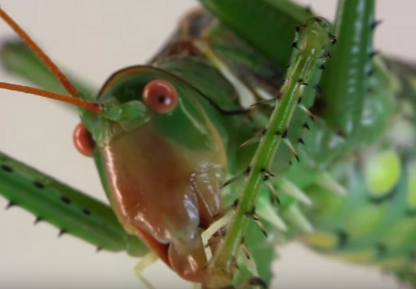 赤い目をしたヤバイ奴 ジャイアントテキサスキリギリス Dangerous Insects