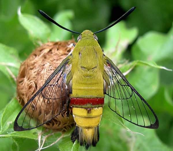 オオスカシバというスズメガがかわいくてたびたび話題になるので画像集 Dangerous Insects