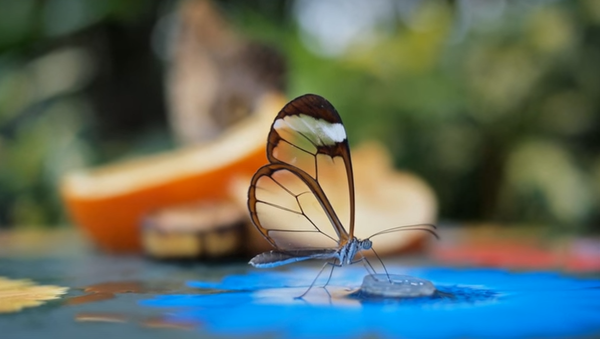 透明な羽がガラスのように美しい“グラスウィング・バタフライ” : Dangerous Insects