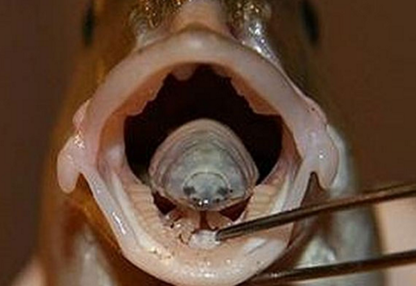 魚の舌になりすます寄生虫 ウオノエ がキモイ Dangerous Insects