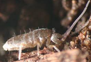 閲覧注意 トビムシ大量発生がキモイ Dangerous Insects 閲覧注意 トビムシ大量発生がキモイ Dangerous Insects
