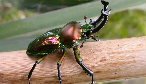 七色に輝く世界一美しいクワガタ ニジイロクワガタ 画像集 Dangerous Insects