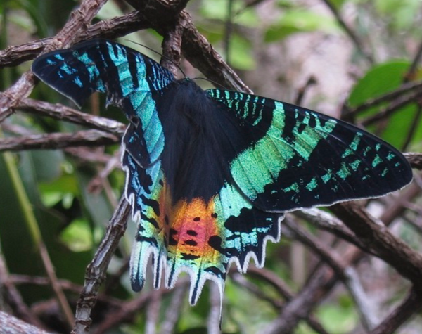 世界でもっとも美しい蛾 と言われる ニシキオオツバメガ Dangerous Insects