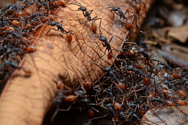 恐るべき軍隊アリ Dangerous Insects