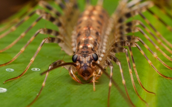 日本最大 オオゲジはとっても頼もしいヤツ Dangerous Insects