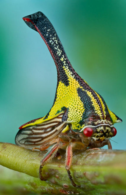 やっぱりキモイ虫 ウンボニア クラシコルニスというツノゼミ Dangerous Insects