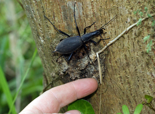 海外のオサムシ収集家に憧れの的 マイマイカブリが人々から好かれる理由 Dangerous Insects