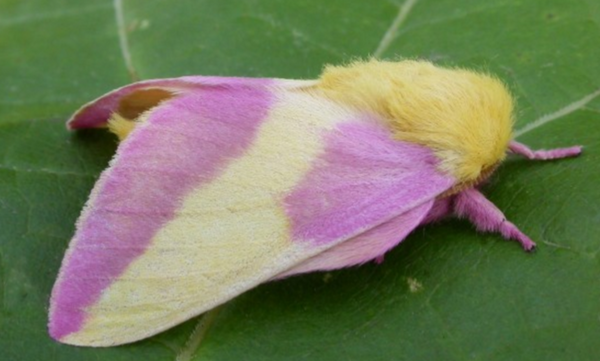 ロージー メープルモスという蛾がピンクとイエローでやたら派手な件 画像集 Dangerous Insects