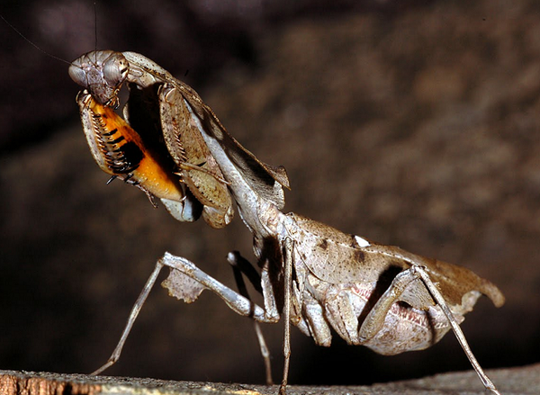 擬態のスペシャリストであり最強のハンター ヒシムネカレハカマキリ Dangerous Insects