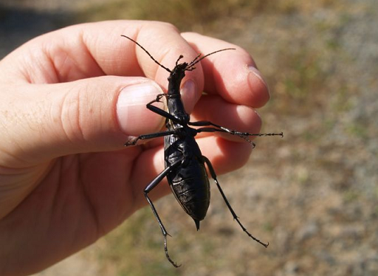 海外のオサムシ収集家に憧れの的 マイマイカブリが人々から好かれる理由 Dangerous Insects