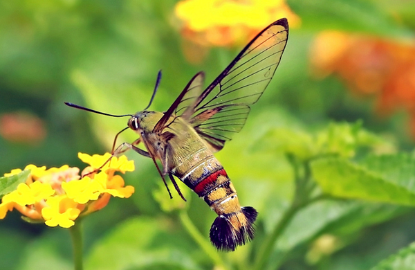 オオスカシバというスズメガがかわいくてたびたび話題になるので画像集 Dangerous Insects