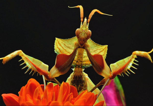 ニセハナマオウカマキリが完全に悪魔の化身 Dangerous Insects