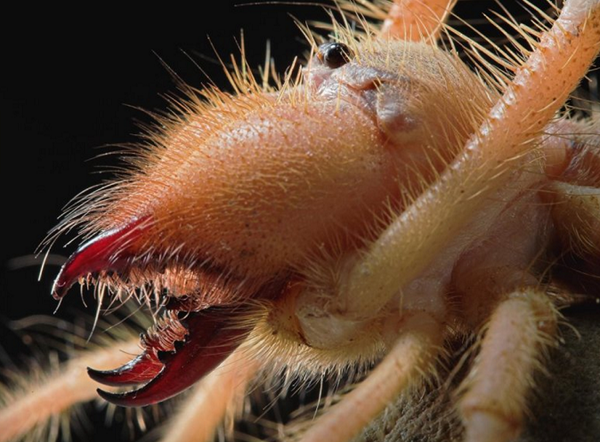 世界三大奇虫 ヒヨケムシ キャメルスパイダー がアグレッシブでキモかわいい Dangerous Insects