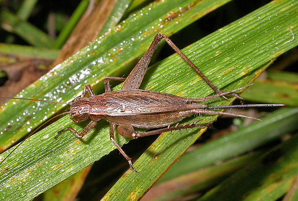 リー リー リー チンチロ チンチロ チンチロリン マツムシってなかなか見つけられないよね Dangerous Insects