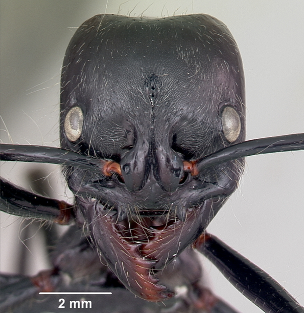 世界最大のアリ ディノハリアリ ディノポネラ は大顎と毒針で超危険 Dangerous Insects