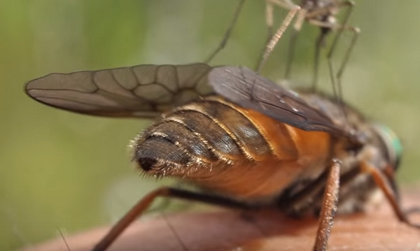 アブにお腹いっぱい血を吸わせてみた結果 Dangerous Insects