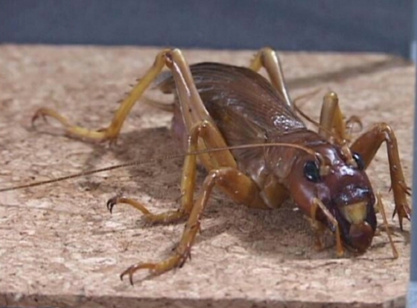 お化けコオロギ リオックが強すぎる Dangerous Insects