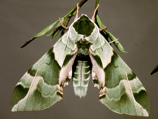 迷彩柄がかっこいい 日本に生息する ウンモンスズメ という蛾 Dangerous Insects