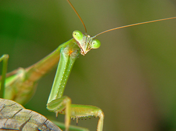 宿主を操作してしまう恐ろしい寄生虫 ハリガネムシ Dangerous Insects