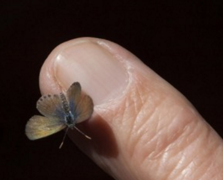 世界一小さいチョウ コビトシジミ は羽を広げても2cmにも満たないほど小さい Dangerous Insects